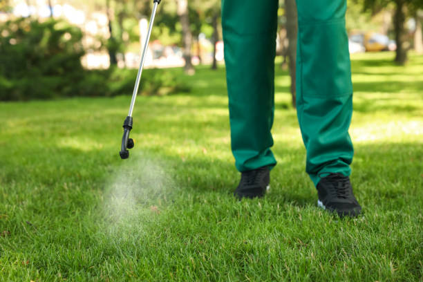 Best Termite Control Services  in Weslaco, TX