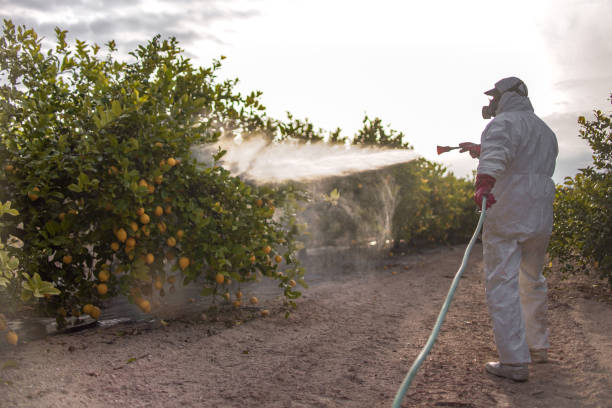 Best Flea Control Services  in Weslaco, TX