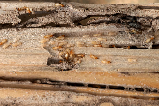 Best Local Pest Control Services  in Weslaco, TX