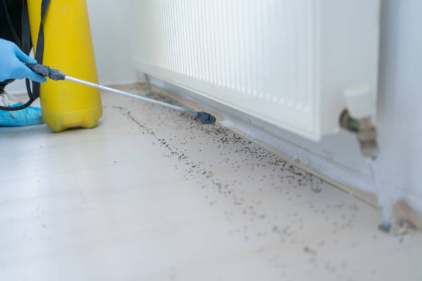 Best Emergency Pest Control  in Weslaco, TX