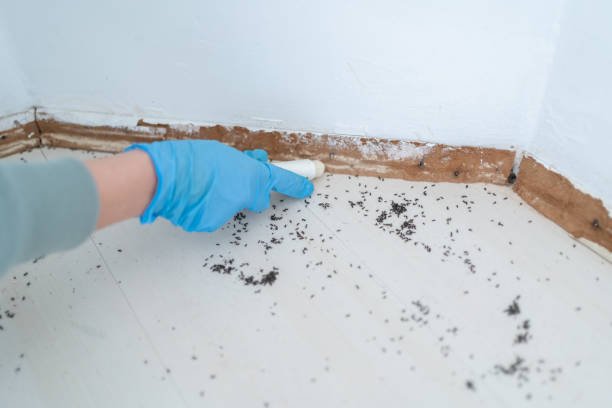 Best Exterminator Services  in Weslaco, TX